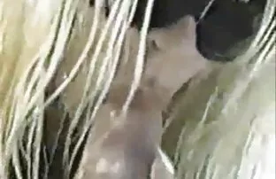 ప్రముఖుల పోటీ