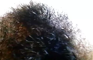 వెంట్రుకల హిప్పీ 5